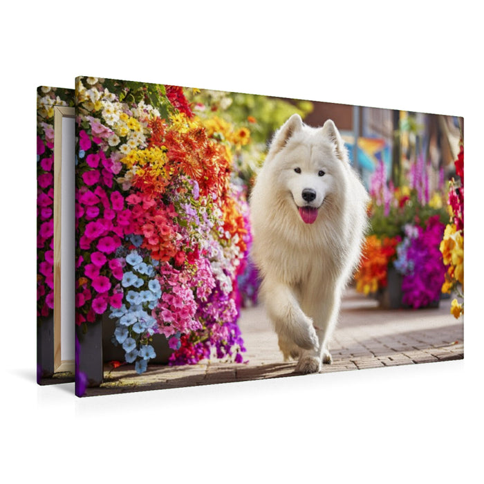 Premium Textil-Leinwand Samojede im Sommer