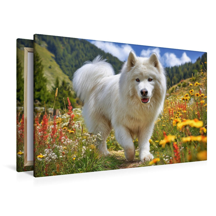 Premium Textil-Leinwand Samojede auf der Bergwiese