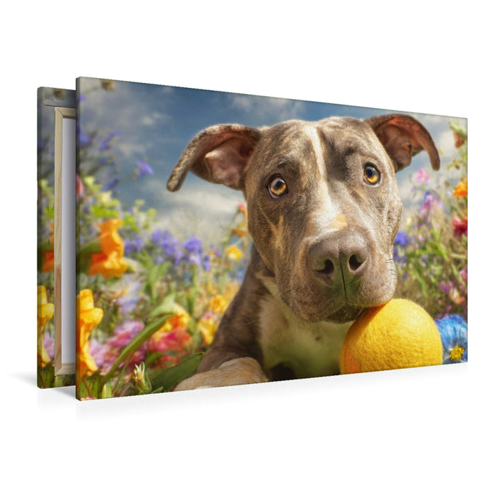 Premium Textil-Leinwand Pit Bull mit Ball