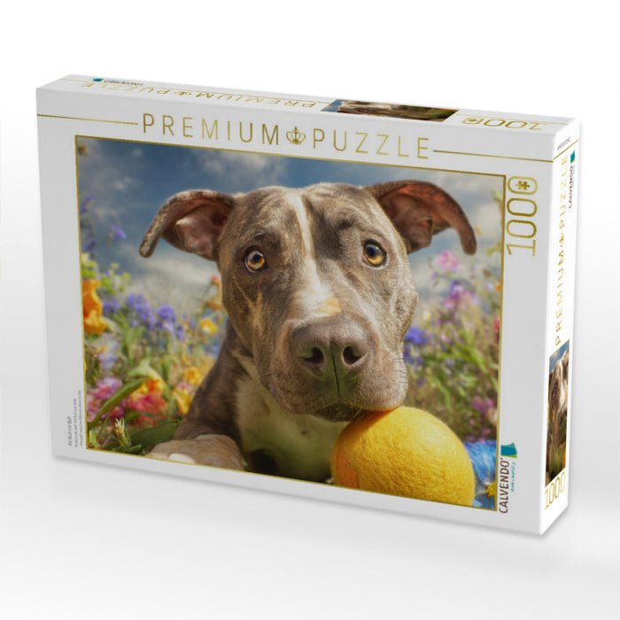 Pit Bull mit Ball - CALVENDO Foto-Puzzle'