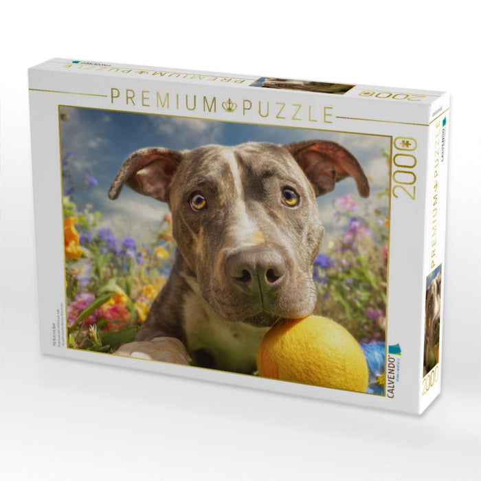 Pit Bull mit Ball - CALVENDO Foto-Puzzle'