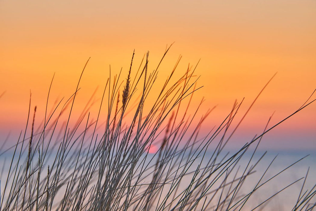 Premium Textil-Leinwand Dünengras im Sonnenuntergang