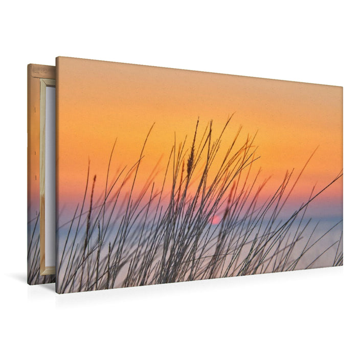 Premium Textil-Leinwand Dünengras im Sonnenuntergang