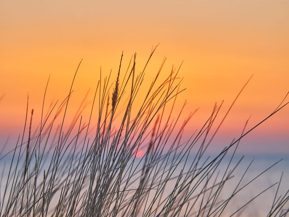 Dünengras im Sonnenuntergang - CALVENDO Foto-Puzzle'