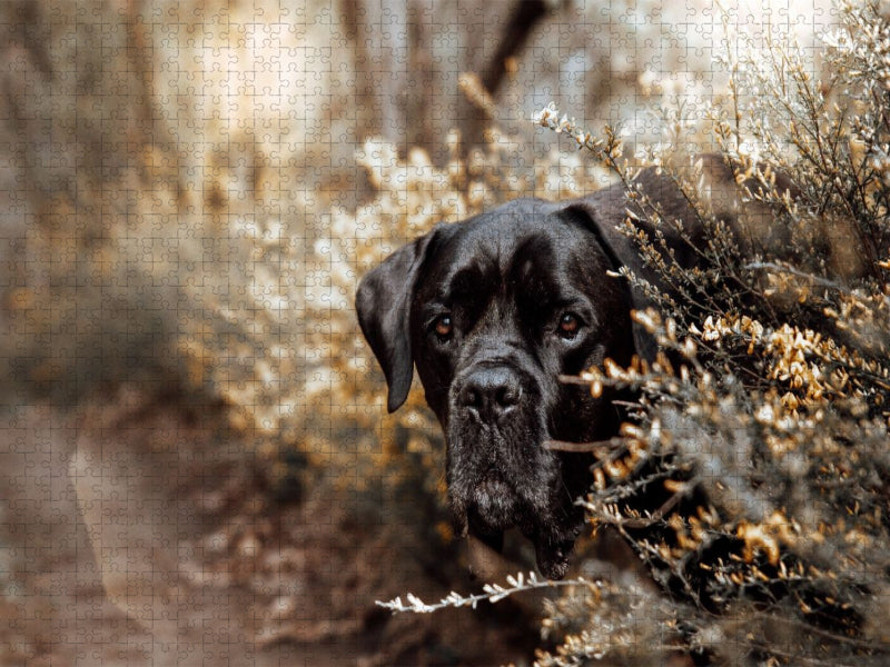 Cane Corso - CALVENDO Foto-Puzzle'