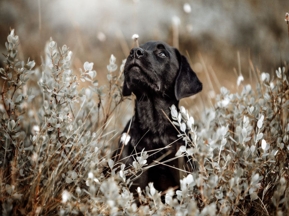 Labrador Retriever Welpe - CALVENDO Foto-Puzzle'