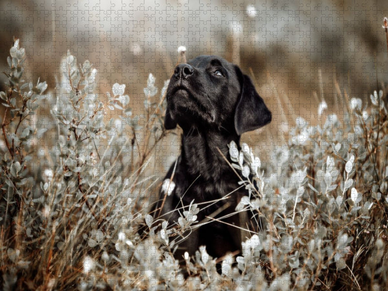 Labrador Retriever Welpe - CALVENDO Foto-Puzzle'