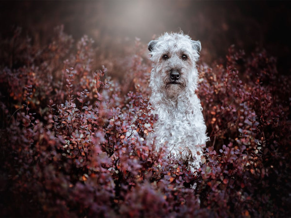 Irish soft coated wheaten Terrier - CALVENDO Foto-Puzzle'
