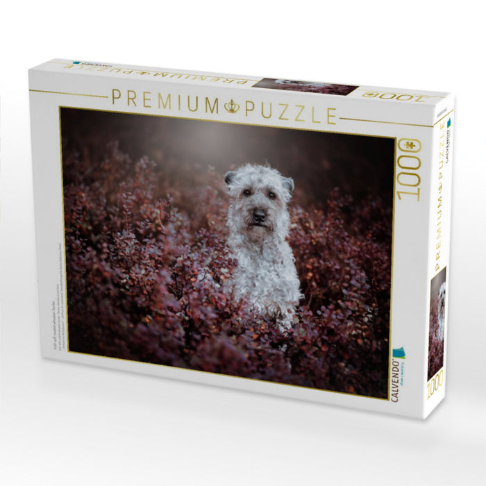 Irish soft coated wheaten Terrier - CALVENDO Foto-Puzzle'