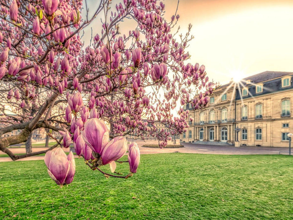 Magnolien Blüte auf dem Stuttgart Schlossplatz - CALVENDO Foto-Puzzle'