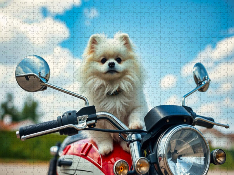 Weißer Pomeranian - CALVENDO Foto-Puzzle'