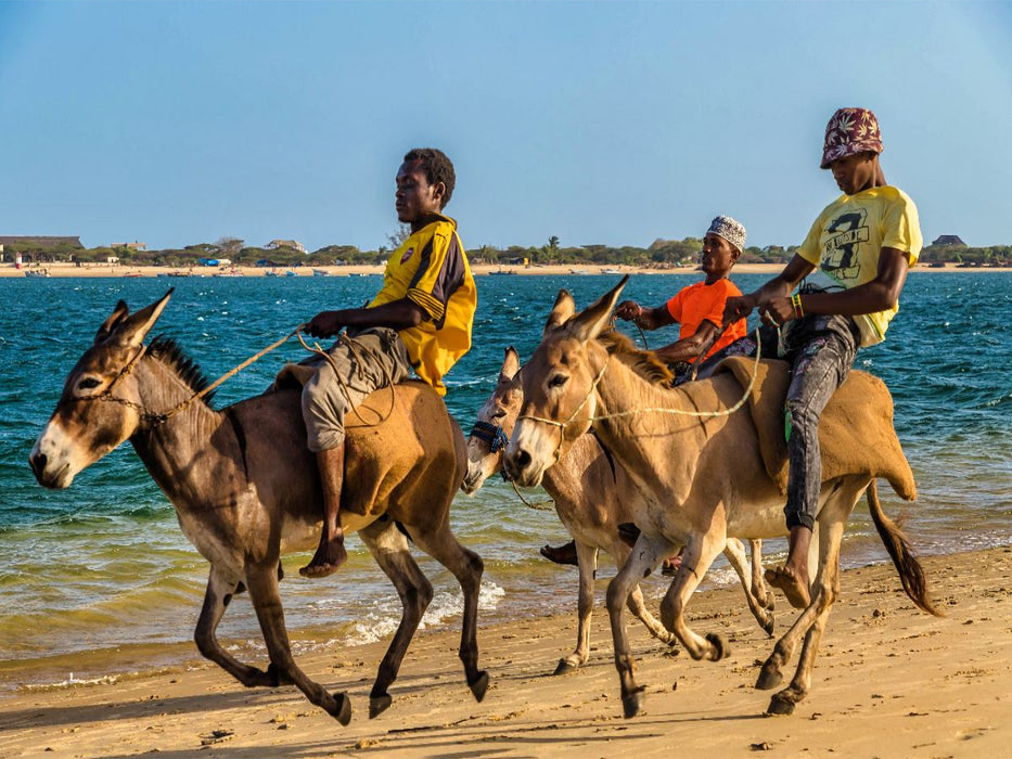 Training für das jährliche Eselrennen - CALVENDO Foto-Puzzle'