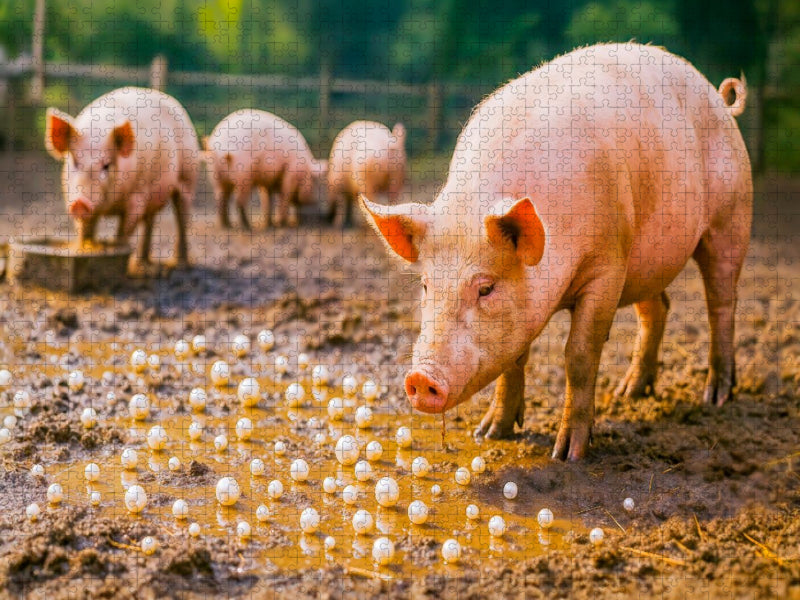 Perlen vor die Säue werfen - Verschwendung deluxe - CALVENDO Foto-Puzzle'