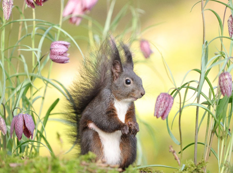Blumenmädchen - CALVENDO Foto-Puzzle'