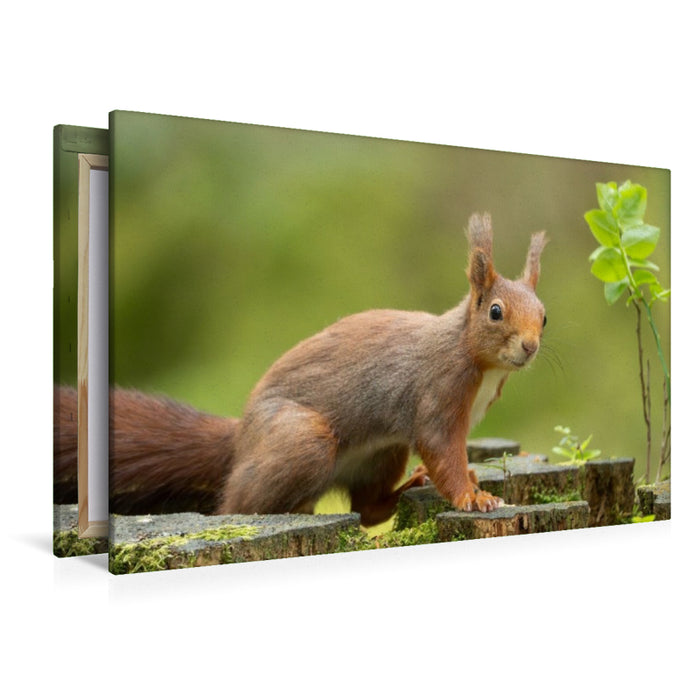 Premium Textil-Leinwand Ein Motiv aus dem Kalender Das Eurasische Eichhörnchen - Kunterbuntes Waldtreiben
