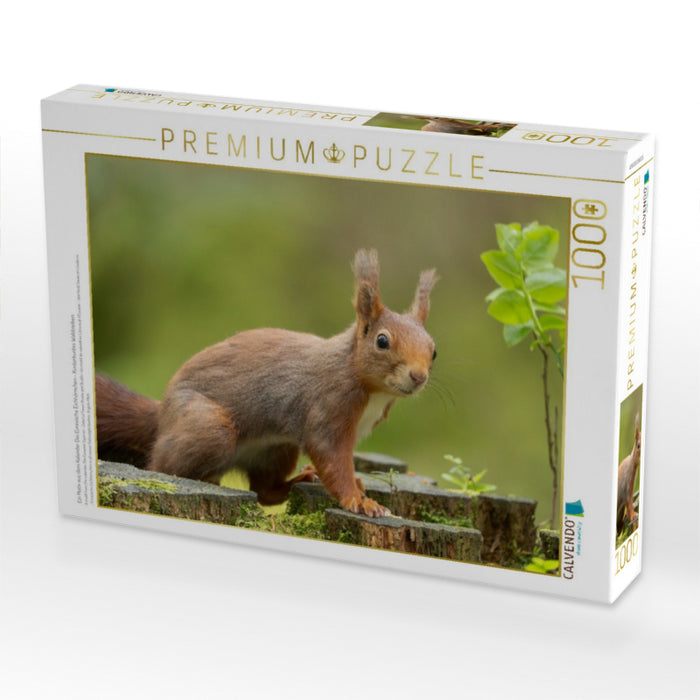 Ein Motiv aus dem Kalender Das Eurasische Eichhörnchen - Kunterbuntes Waldtreiben - CALVENDO Foto-Puzzle'