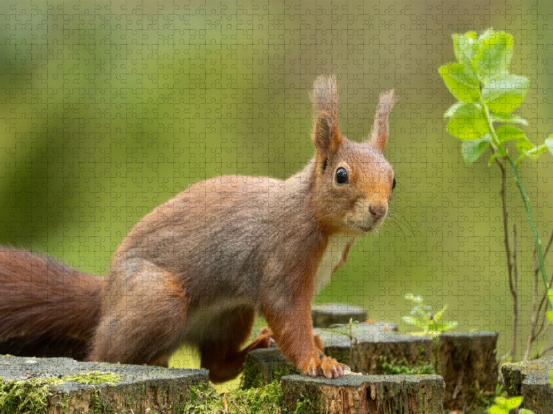 Ein Motiv aus dem Kalender Das Eurasische Eichhörnchen - Kunterbuntes Waldtreiben - CALVENDO Foto-Puzzle'