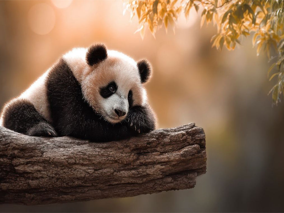 Ob man hier wohl in Ruhe schlafen kann - CALVENDO Foto-Puzzle'