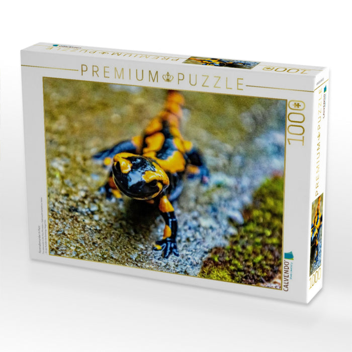 Feuersalamander m Harz - CALVENDO Foto-Puzzle'