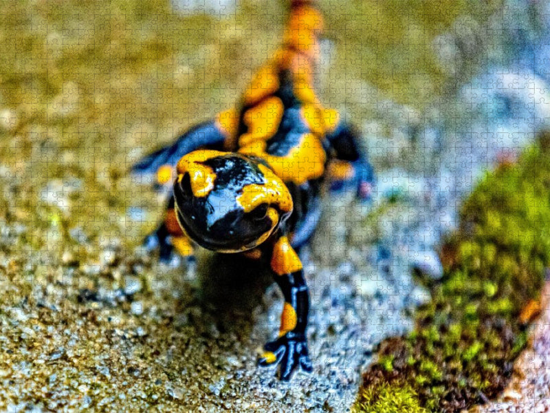 Feuersalamander m Harz - CALVENDO Foto-Puzzle'
