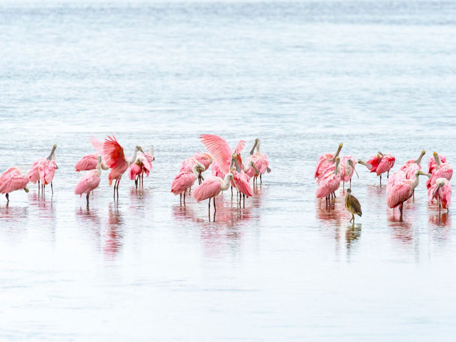 Rosalöffler in Florida - CALVENDO Foto-Puzzle'
