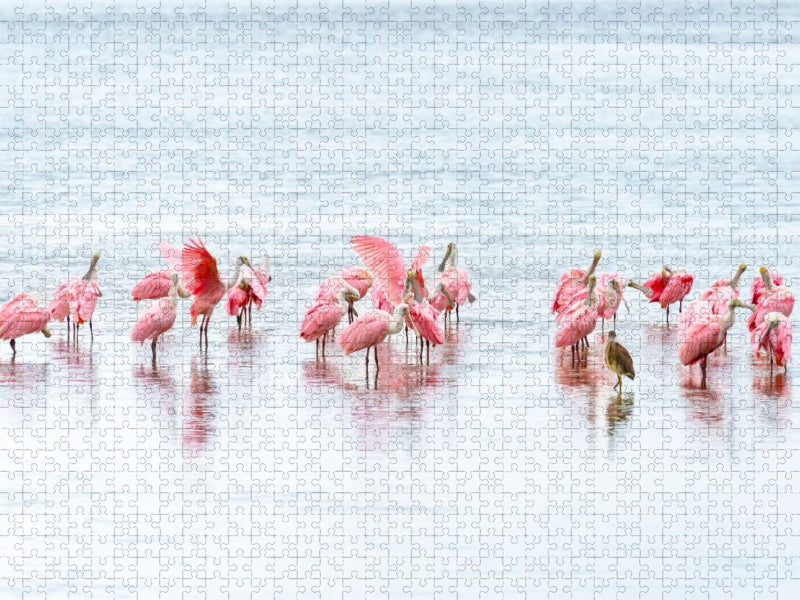 Rosalöffler in Florida - CALVENDO Foto-Puzzle'