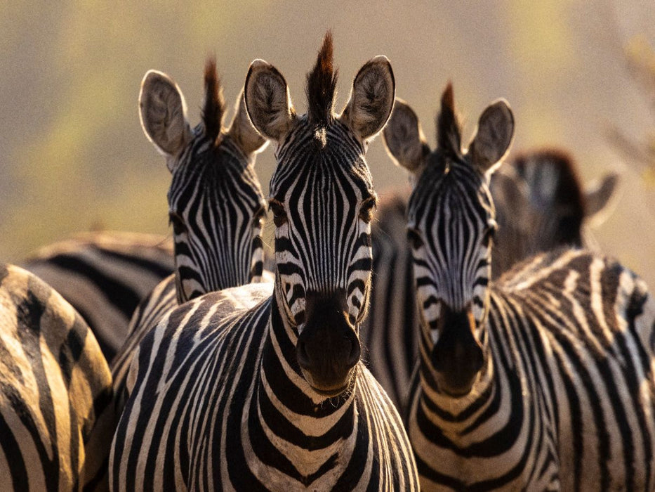 Drei Zebras im goldenen Abendlicht im Makgadikgadi-Nationalpark, Botswana - CALVENDO Foto-Puzzle'