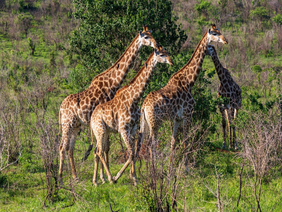 Giraffen unterwegs zum Wasserloch, Südafrika - CALVENDO Foto-Puzzle'