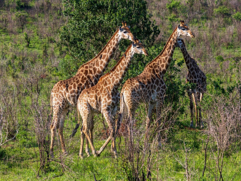 Giraffen unterwegs zum Wasserloch, Südafrika - CALVENDO Foto-Puzzle'