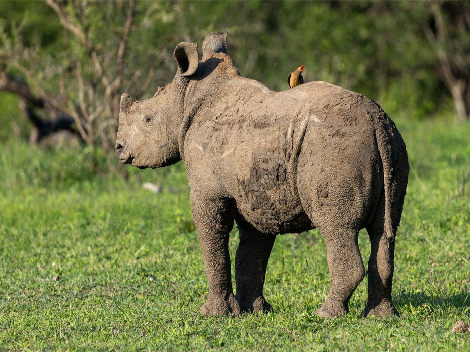 Kleines Breitmaulnashorn mit Madenhacker in Südafrika - CALVENDO Foto-Puzzle'