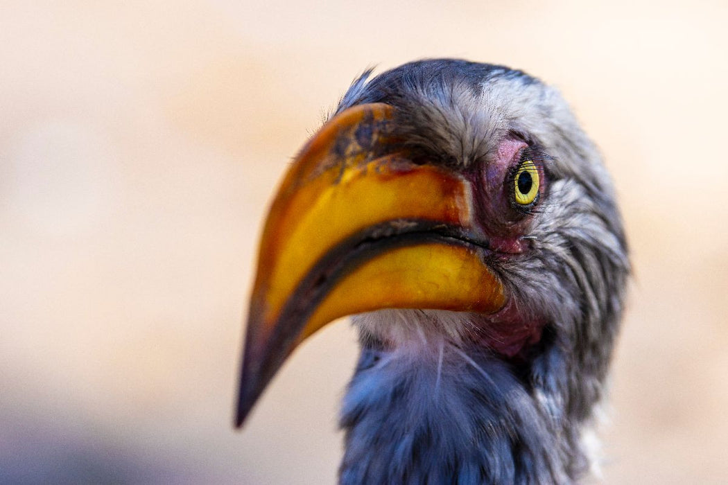 Premium Textil-Leinwand Neugieriger Gelbschnabeltoko in Botswana