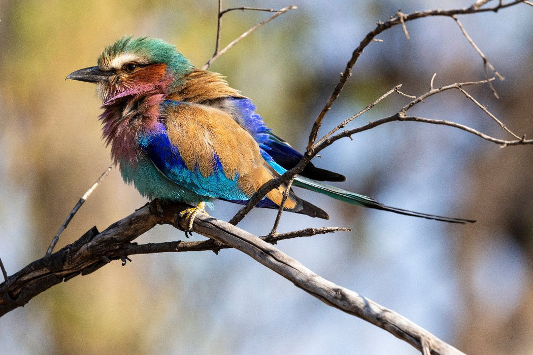 Premium Textil-Leinwand Gabelracke mit lilafarbener Brust in Botswana