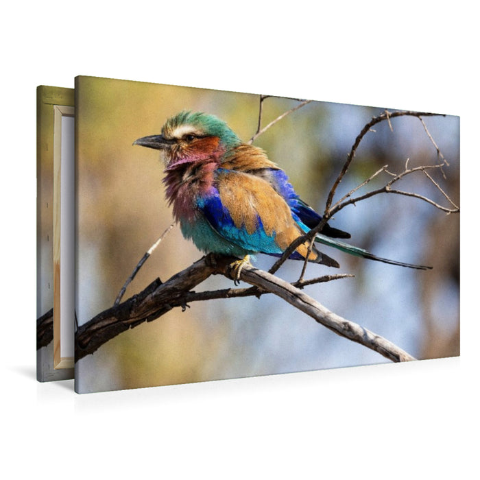 Premium Textil-Leinwand Gabelracke mit lilafarbener Brust in Botswana