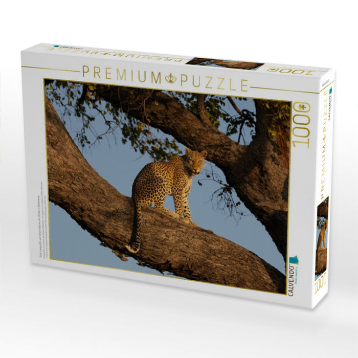 Eine Leopardin auf einem Baum am Chobe in Botswana - CALVENDO Foto-Puzzle'