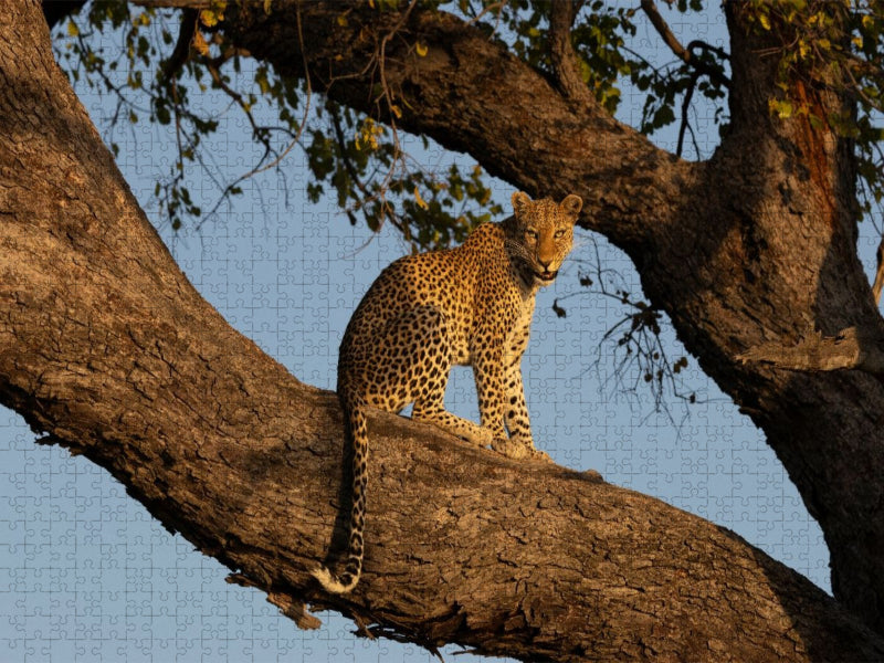 Eine Leopardin auf einem Baum am Chobe in Botswana - CALVENDO Foto-Puzzle'