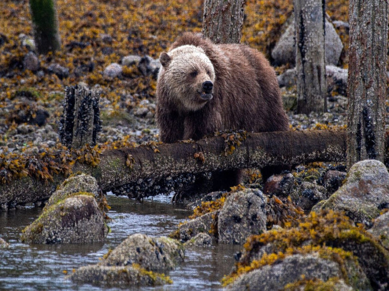 Erste Nahrungssuche - CALVENDO Foto-Puzzle'
