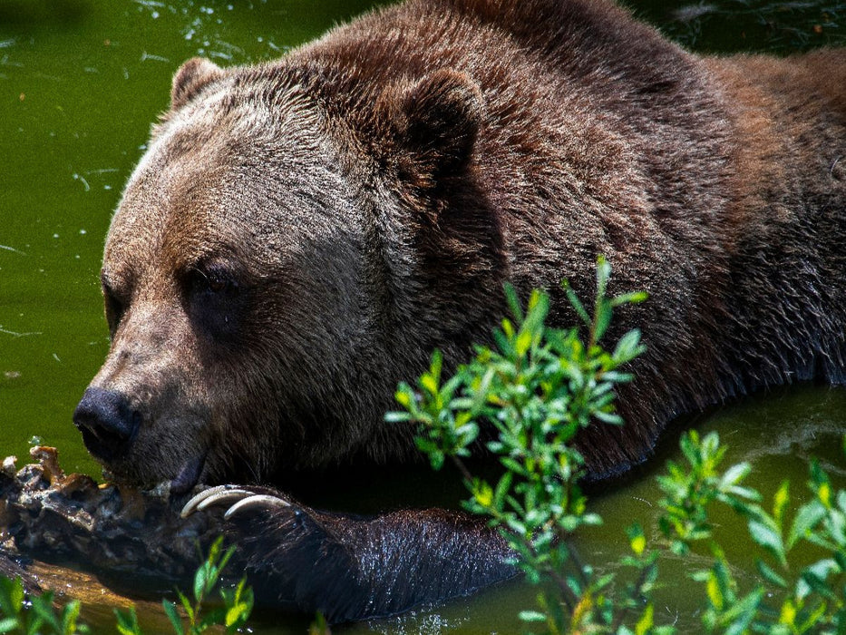 Brot und Spiele - CALVENDO Foto-Puzzle'