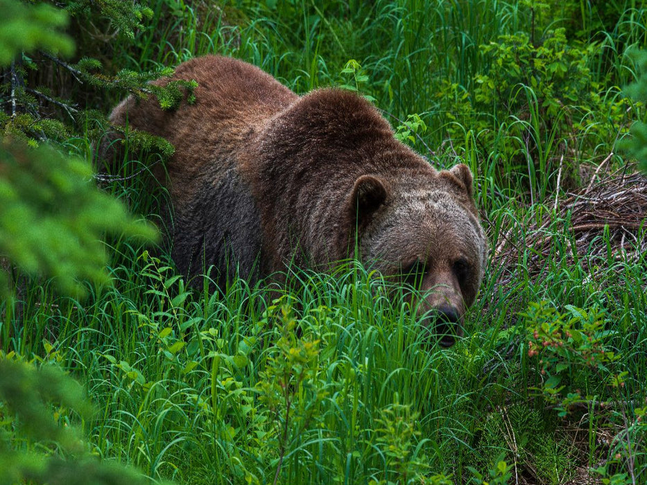 Bär im Grünen - CALVENDO Foto-Puzzle'