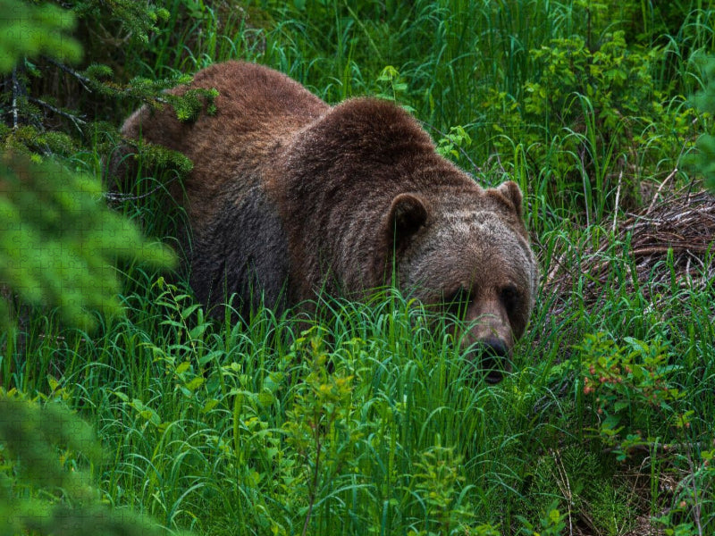 Bär im Grünen - CALVENDO Foto-Puzzle'