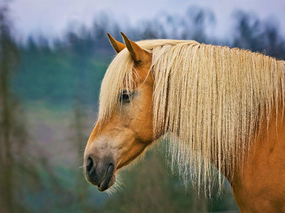 Haflinger mit prächtig blonder Mähne - CALVENDO Foto-Puzzle'