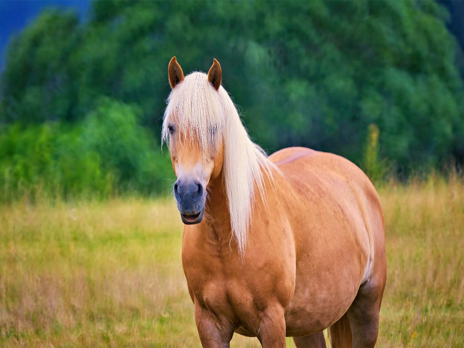 Haflinger - CALVENDO Foto-Puzzle'