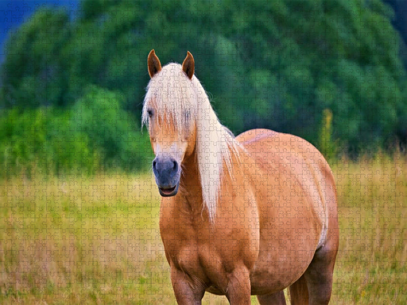 Haflinger - CALVENDO Foto-Puzzle'