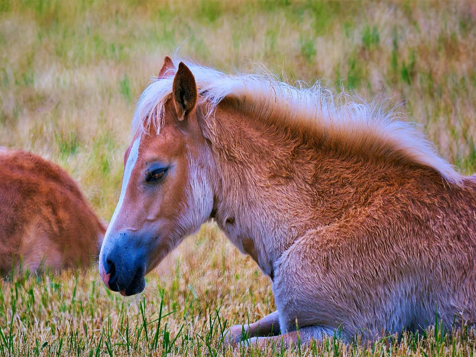 Fohlen liegend - CALVENDO Foto-Puzzle'