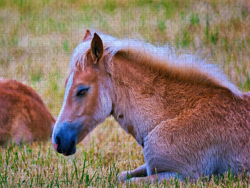 Fohlen liegend - CALVENDO Foto-Puzzle'