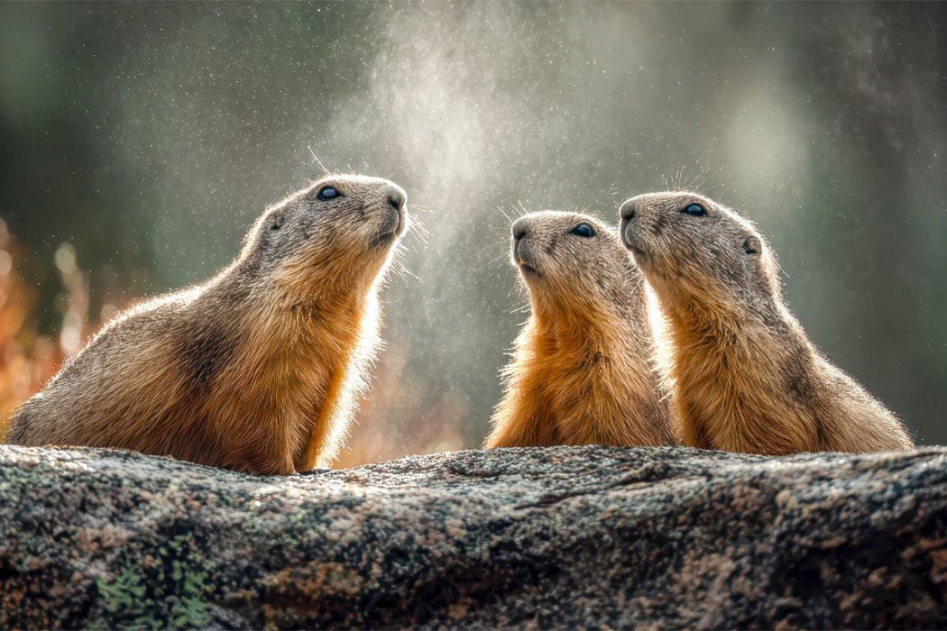 Premium Textil-Leinwand Hört ihr das auch?