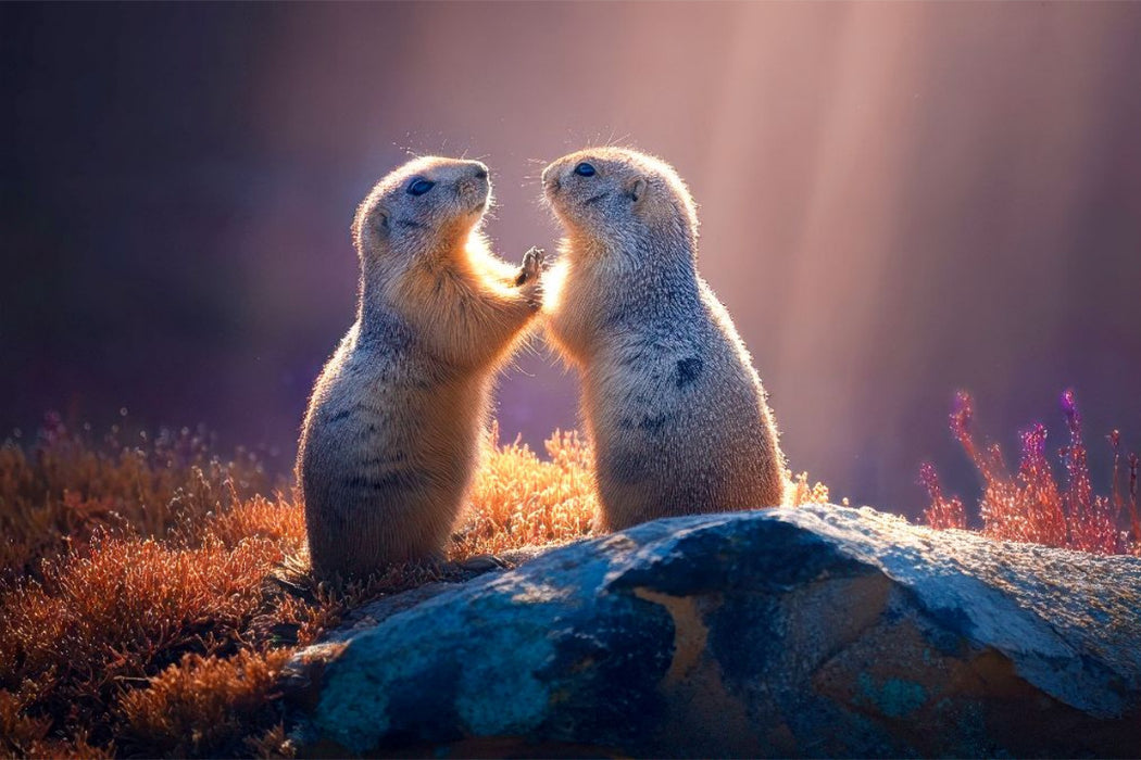 Premium Textil-Leinwand Zwei, die sich liebhaben