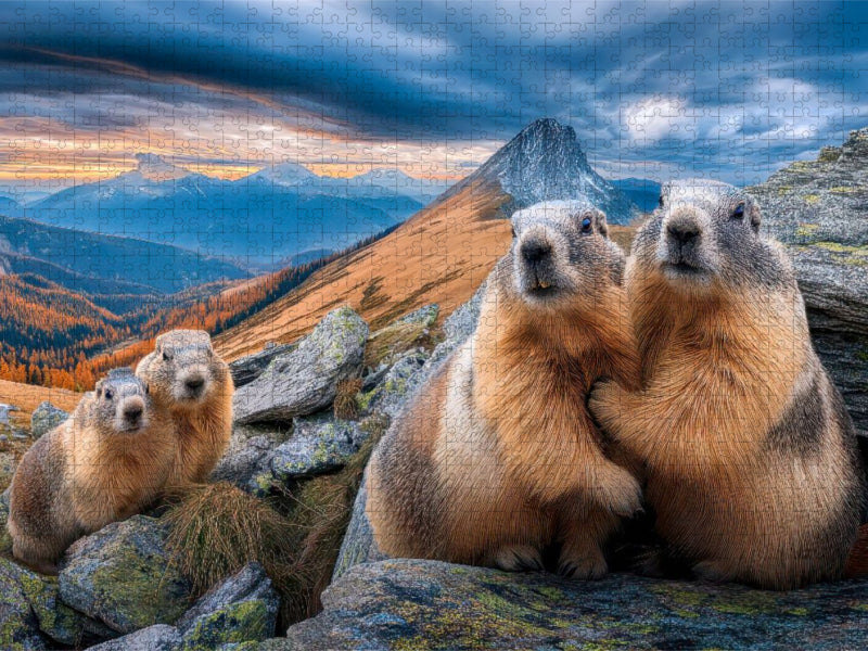 Hallo, wir sind´s - die Murmeltierfamilie - CALVENDO Foto-Puzzle'