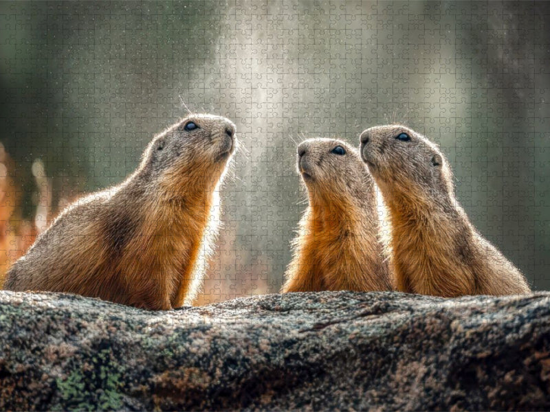 Hört ihr das auch? - CALVENDO Foto-Puzzle'