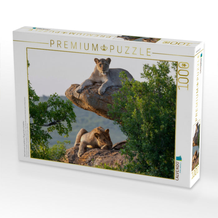 Zwei Löwinnen im goldenen Morgenlicht in Südafrika - CALVENDO Foto-Puzzle'