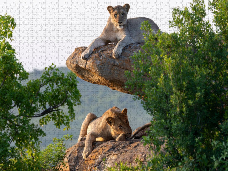 Zwei Löwinnen im goldenen Morgenlicht in Südafrika - CALVENDO Foto-Puzzle'